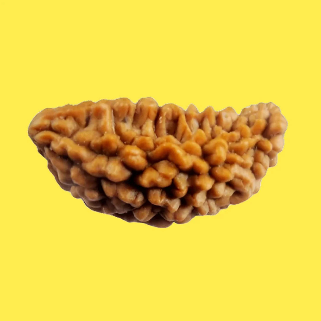 Rudraksha